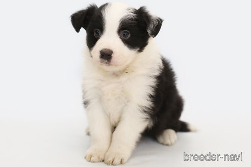 成約済の神奈川県のボーダーコリー-292342